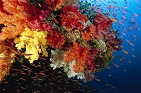 世界有数のマンタの生息地であるモザンビーク南部の海底には美しいサンゴ礁が広がる。（Ｃ）ＮａｔｉｏｎａｌＧｅｏｇｒａｐｈｉｃ