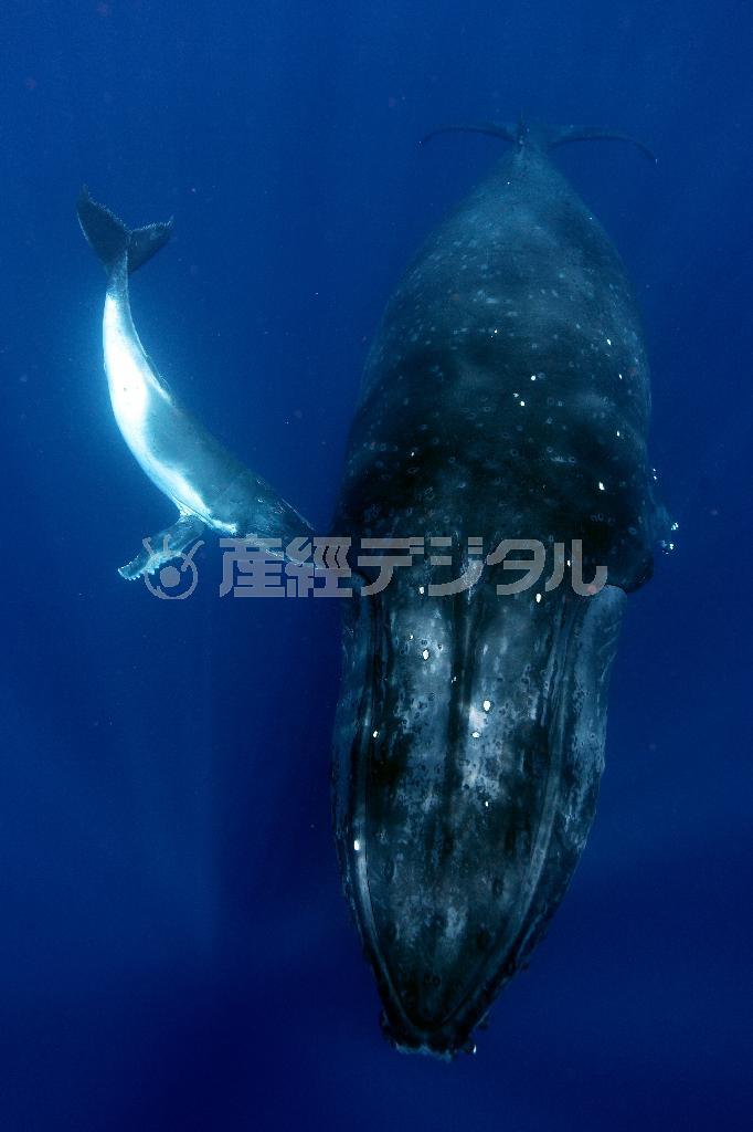 海面で息継ぎをするため浮上した子クジラは、ひとしきり海面で遊ぶと、海中に留まり、身体を休める母親の元に戻って来る＝２０１０年９月１４日、トンガ・ババウ諸島（越智隆治さん撮影）