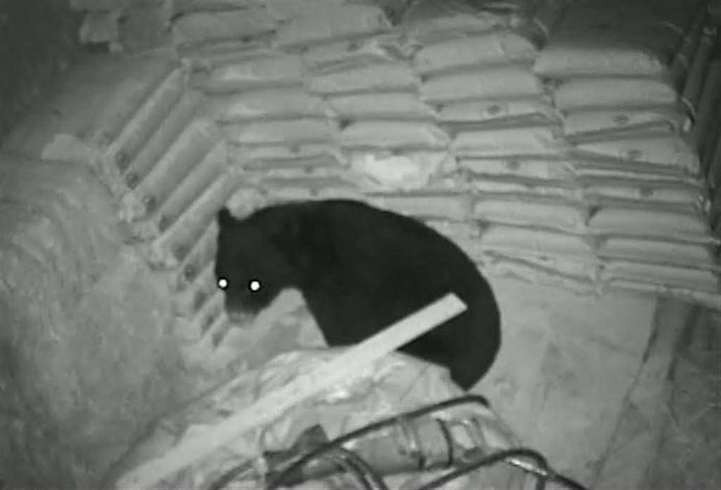 飼料庫に忍び込み、食べ物を物色するクマ＝奥州市（岩手県提供）