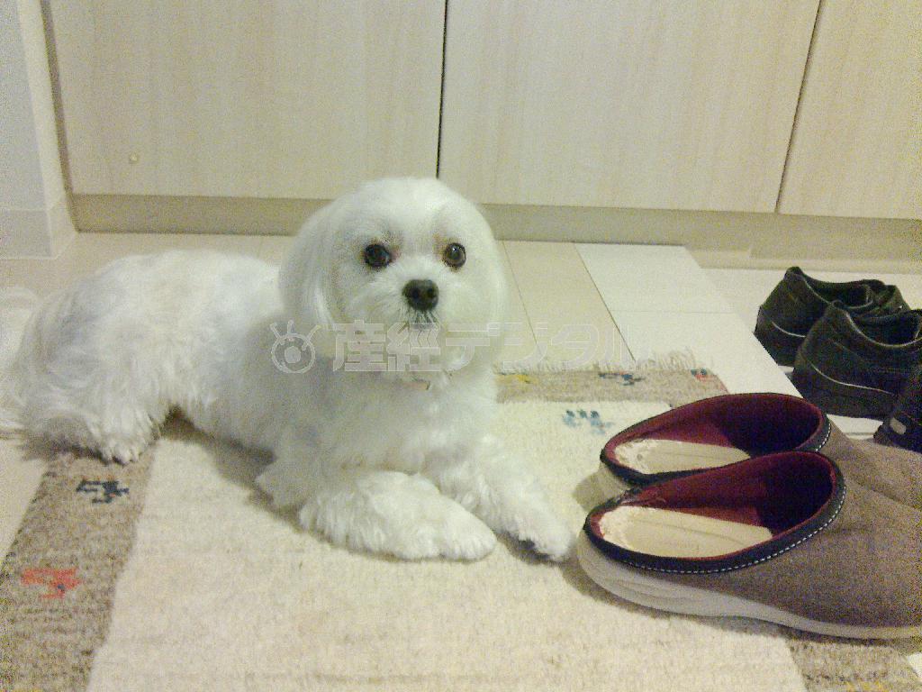 乾家の主の帰りを玄関でじっと待つ。そんな忠犬まるが札幌のお気に入りスポットをご紹介します＝２０１４年６月１６日、北海道・札幌市（乾ルカさん撮影）