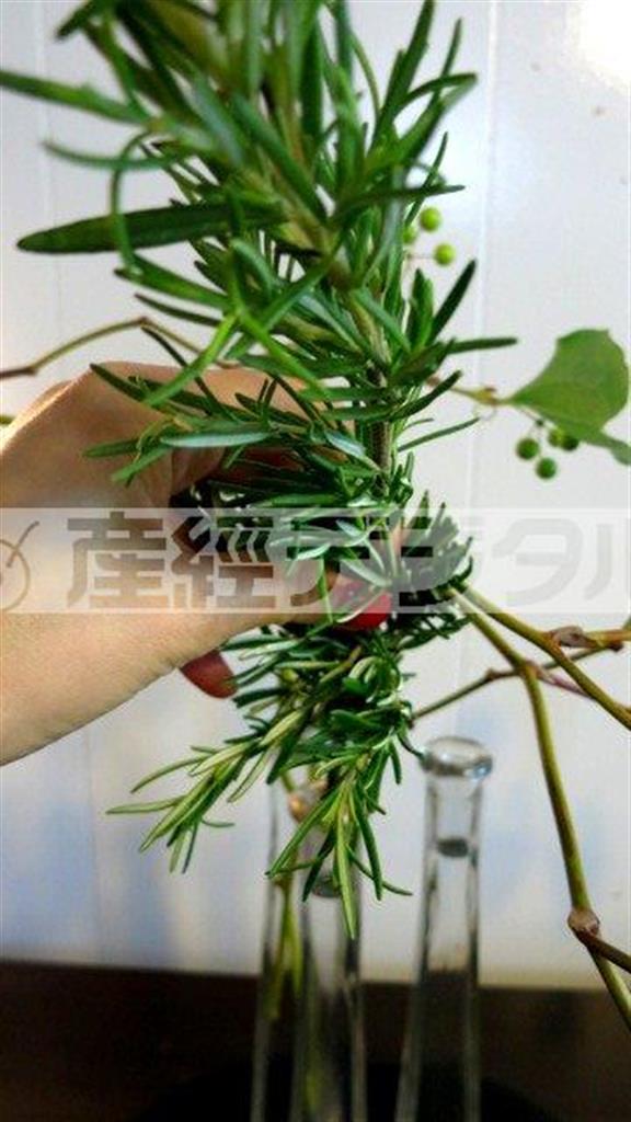 （手順３）ベルテッセンを、サンキライの流れの上からかぶせるように２本いける（花千代さん提供）