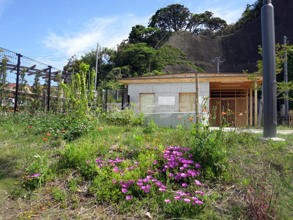 ただそのまま撮るよりも、地面に置いて青空をバックに撮ってみてください＝２０１４年５月１７日（須藤夕子さん撮影）