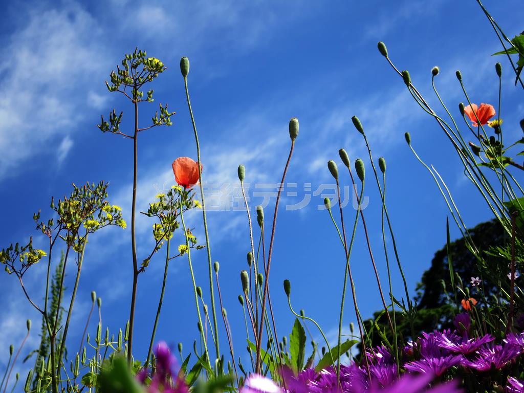 ただそのまま撮るよりも、地面に置いて青空をバックに撮ってみてください＝２０１４年５月１７日（須藤夕子さん撮影）