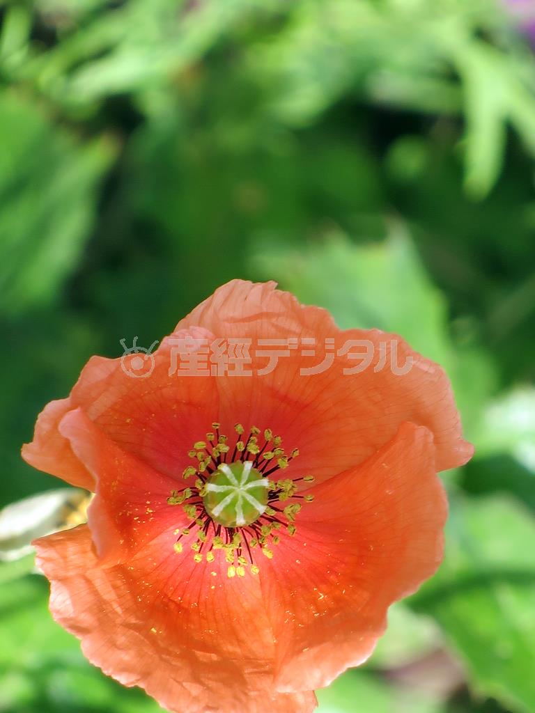 被写体を真ん中に置くよりも、どちらかに寄せて撮ることで、バランスが良い構図となります＝２０１４年５月１７日（須藤夕子さん撮影）