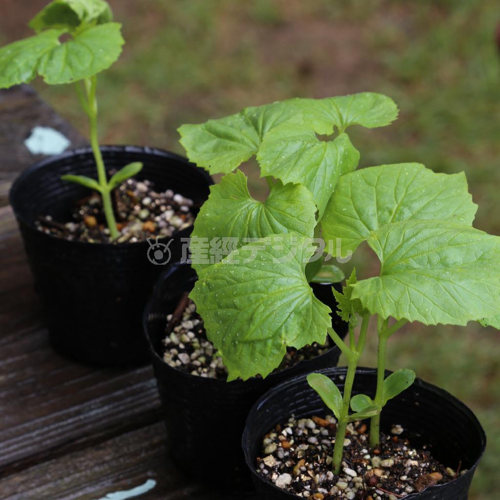埼玉県川越市在住のフリーライター、岡崎英生さんが種から育てたゴーヤの苗＝２０１４年、長野県松本市（緑川真実さん撮影）