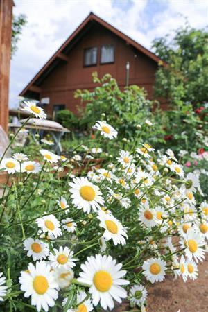 四賀クラインガルテンには四季それぞれに花が咲き誇る。６月はマーガレットの花盛り＝２０１４年、長野県松本市（緑川真美さん撮影）