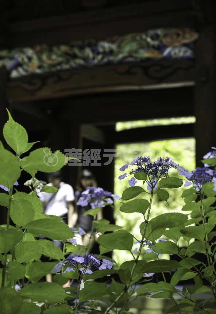 二天門の前に咲くガクアジサイ＝２０１４年６月１４日、神奈川県鎌倉市大町の妙本寺（渡辺照明撮影）