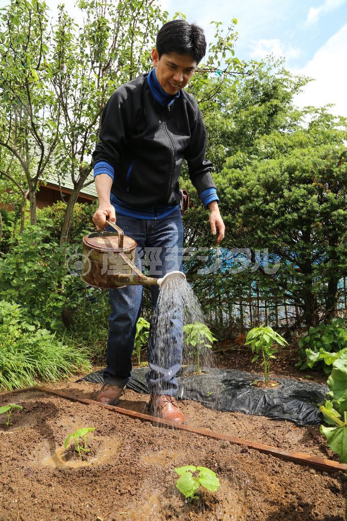 植え終わったゴーヤの苗にじょうろで水をやる天童荒太（てんどう・あらた）さん。大きくなあれ！＝長野県松本市（緑川真実さん撮影）