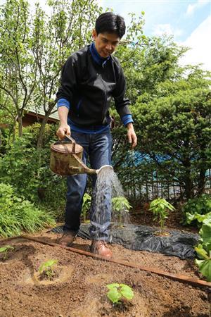 植え終わったゴーヤの苗にじょうろで水をやる天童荒太（てんどう・あらた）さん。大きくなあれ！＝長野県松本市（緑川真実さん撮影）