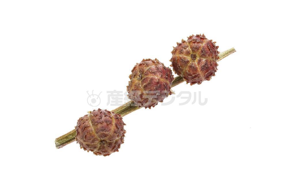 コミカンソウの実。ミカンそっくり＝２０１３年１１月２１日（久保秀一さん撮影）