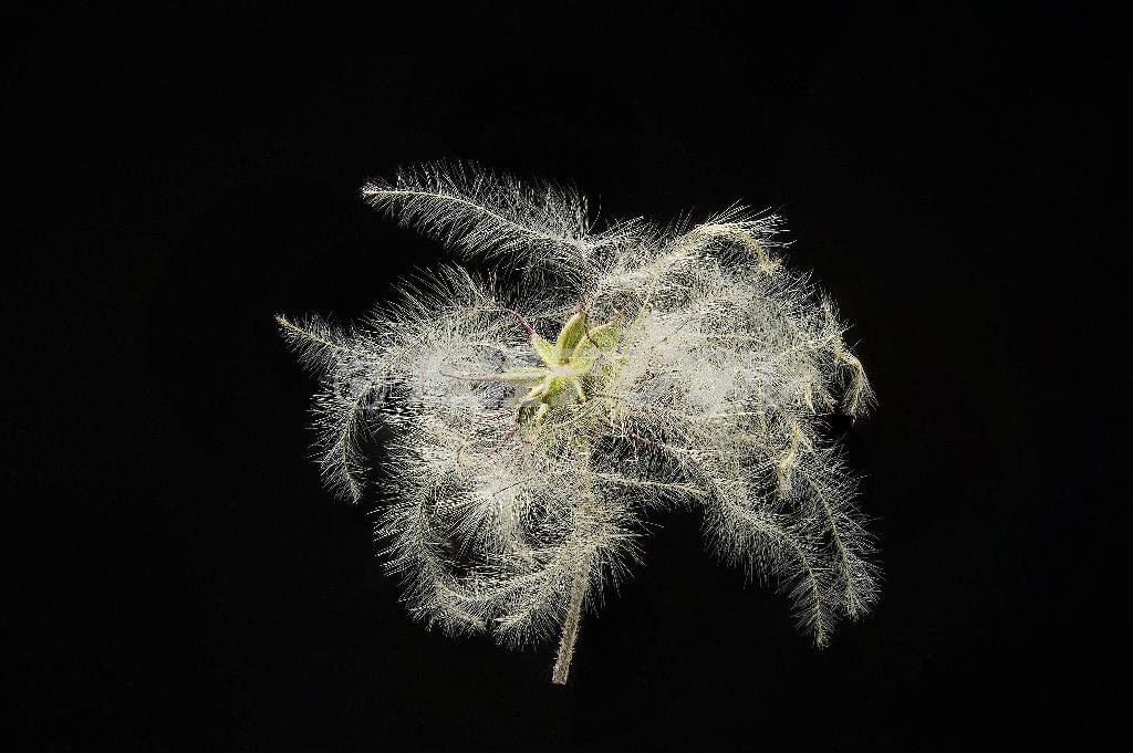 クサボタンの実は、花が終わるとこの状態で熟し、風にのって落下する＝２０１３年１２月１８日（久保秀一さん撮影）