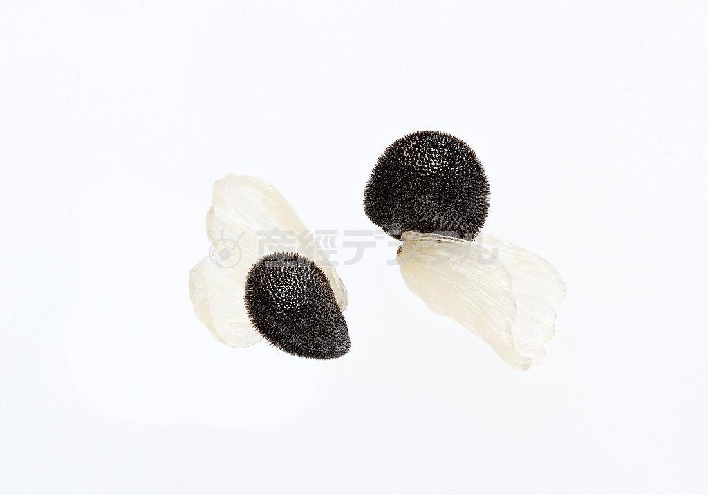 キケマンの種子＝２０１３年５月１３日（久保秀一さん撮影）