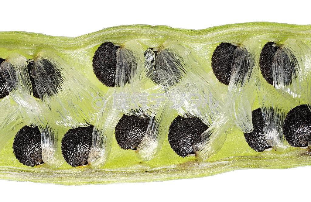 キケマンの実の断面＝２０１３年５月２１日（久保秀一さん撮影）