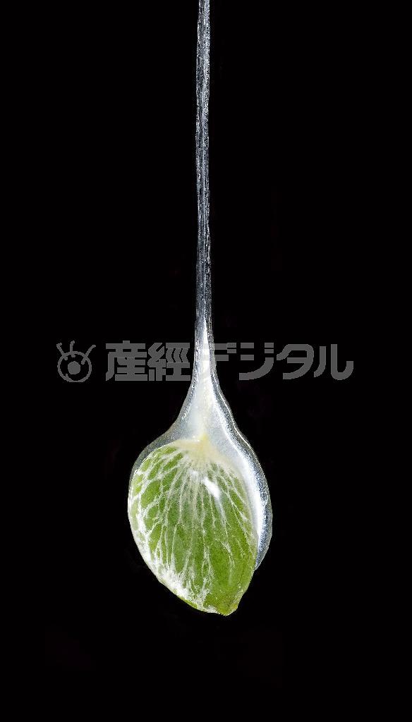 ヤドリギの種を包む粘液が、糸を引いて伸びる（久保秀一さん撮影）