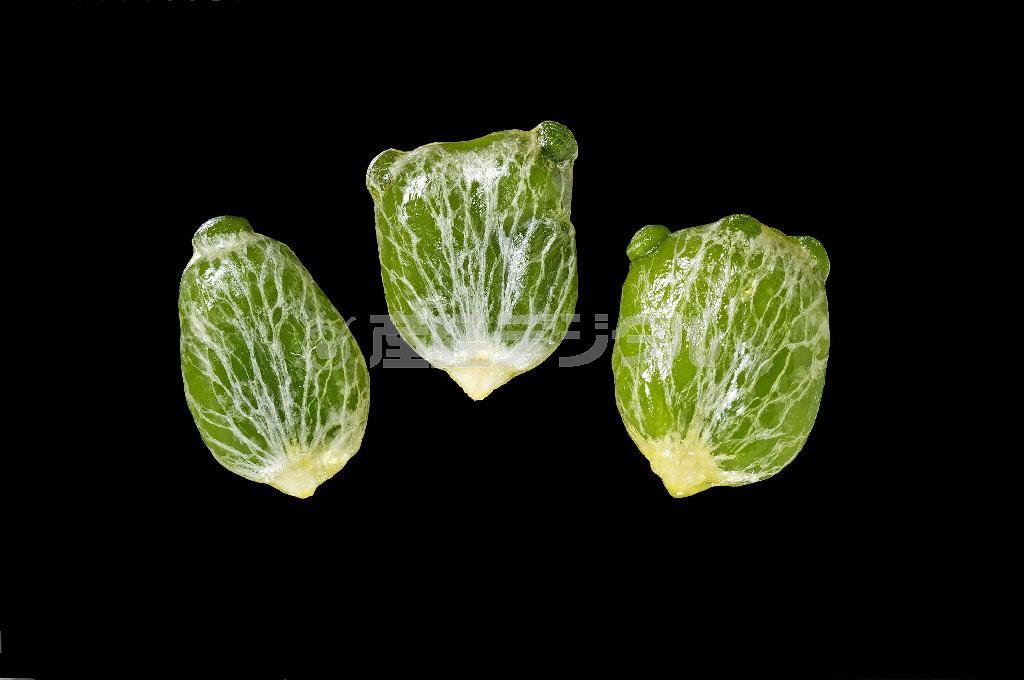 ヤドリギの種で、粘液を取り除いたもの＝２０１３年１１月１２日（久保秀一さん撮影）