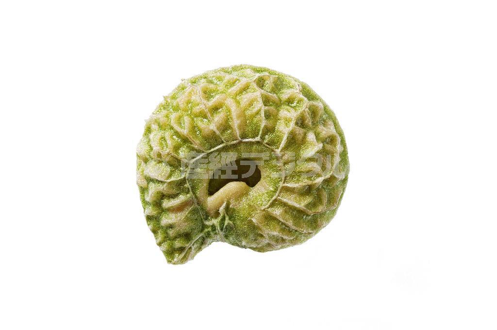 アオツヅラフジの種＝２０１２年１１月２３日（久保秀一さん撮影）