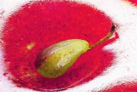 イチゴの「種」。種に見えるが植物学上は「実」。食べている部分は「花托（かたく）」（久保秀一さん撮影）