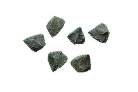 モロヘイヤの種。有毒＝２０１３年１１月１７日（久保秀一さん撮影）