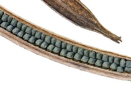 モロヘイヤの実の断面。有毒＝２０１３年１１月１７日（久保秀一さん撮影）