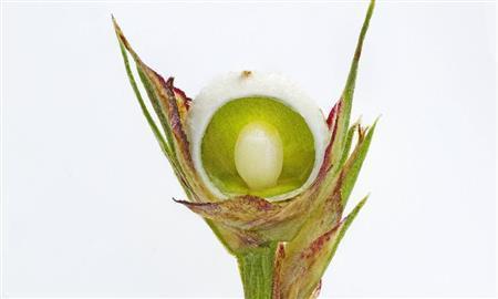 シンジュガヤの若い実の断面（久保秀一さん撮影）