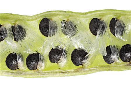 キケマンの実の断面＝２０１３年５月２１日（久保秀一さん撮影）