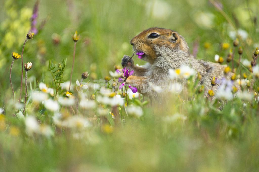 雑食な彼らは花びらも食べる。冬眠明けには体重が３分の２にまで減少している＝２０１３年７月１日、米アラスカ州（松本紀生さん撮影）