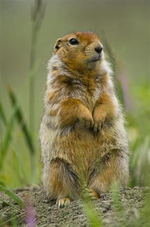 巣穴から姿を現したホッキョクジリス。大きな個体は体長５０ｃｍ、体重は１．５ｋｇにも達する＝２０１３年７月４日、米アラスカ州（松本紀生さん撮影）