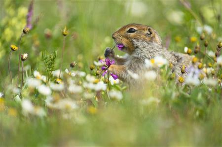 雑食な彼らは花びらも食べる。冬眠明けには体重が３分の２にまで減少している＝２０１３年７月１日、米アラスカ州（松本紀生さん撮影）