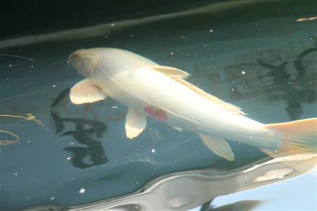 磐梯山の噴火で生まれた沼々からなる五色沼はトレッキング客に人気。最大規模の毘沙門沼には、左腹に「ハート」マークのあるコイがいて、見ると幸せになれる…とか＝２０１４年７月２日、福島県摩耶郡北塩原村（津川綾子撮影）