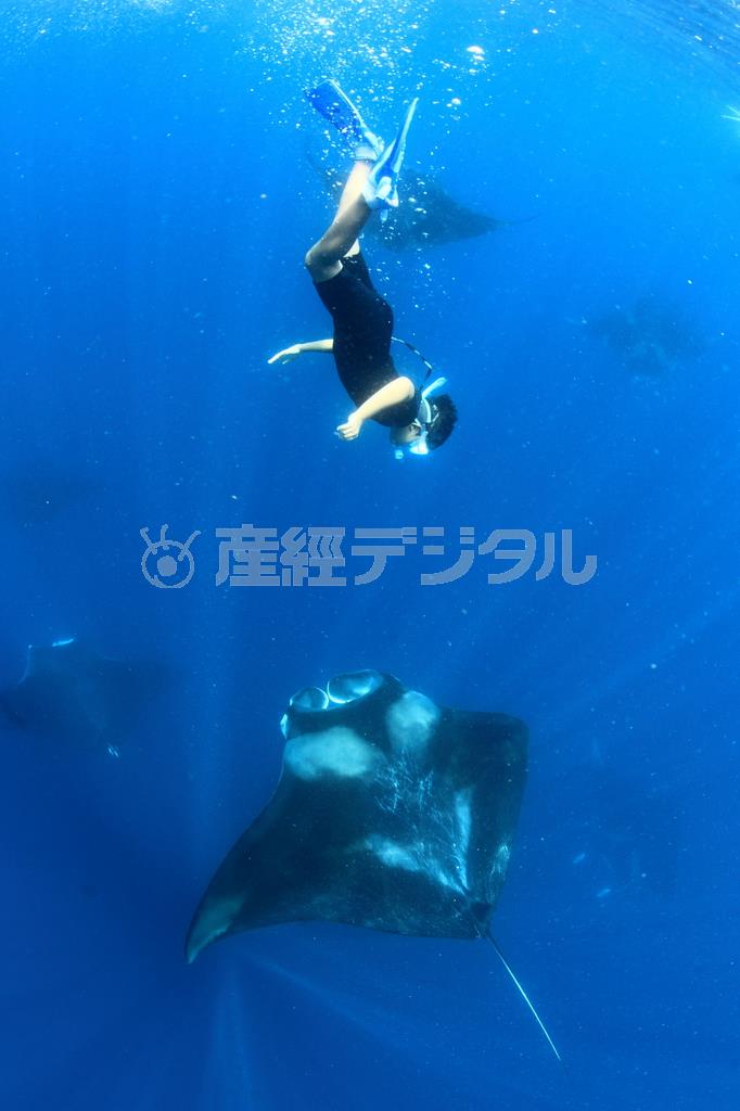 捕食のために、海中でグルグルと回転するマンタに向かって、素潜りでアプローチを試みる、長男の海友（かいと）君＝２０１３年７月２７日、メキシコ・カンクン沖のムへーレス島（越智隆治さん撮影）