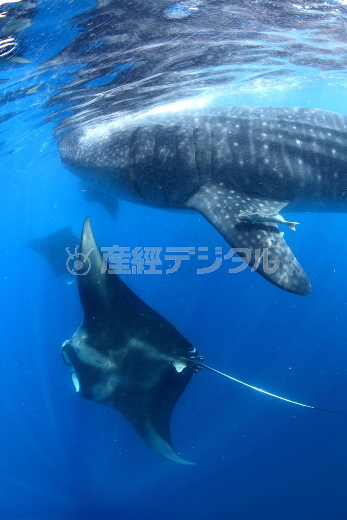 水面下を捕食しながら泳ぐジンベエザメの下を、編隊を組んで移動するマンタ＝２０１３年７月２６日、メキシコ・カンクン沖のムヘーレス島（越智隆治さん撮影）