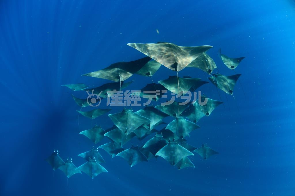 ヒメイトマキエイ、通称モブラの群れは、海の中に描かれた三角形の模様のようだ＝２０１２年８月１日、メキシコ・カンクン沖のムヘーレス島（越智隆治さん撮影）