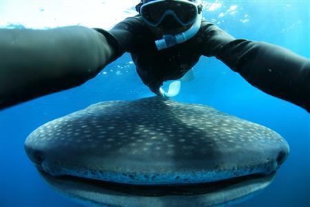 夢中で捕食しながら、水面下を移動するジンベエザメたち。接触しそうになることもしばしば＝２０１２年７月２５日、メキシコ・カンクン沖のムヘーレス島（越智隆治さん撮影）