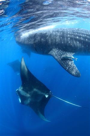 水面下を捕食しながら泳ぐジンベエザメの下を、編隊を組んで移動するマンタ＝２０１３年７月２６日、メキシコ・カンクン沖のムヘーレス島（越智隆治さん撮影）