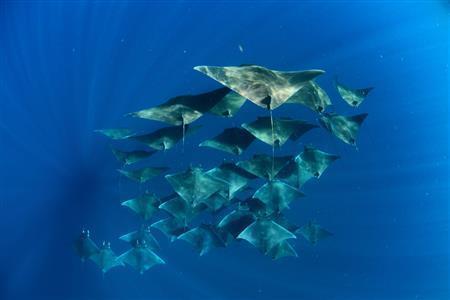 ヒメイトマキエイ、通称モブラの群れは、海の中に描かれた三角形の模様のようだ＝２０１２年８月１日、メキシコ・カンクン沖のムヘーレス島（越智隆治さん撮影）
