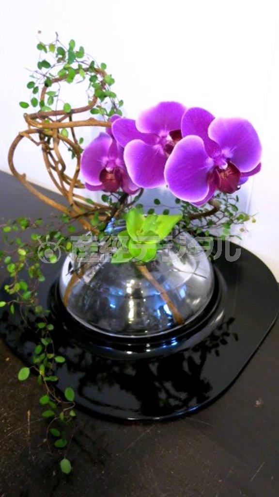 ミディ胡蝶蘭の「和モダン」で夏を彩る（Ｆｉｎｉｓｈ！、花千代さん提供）