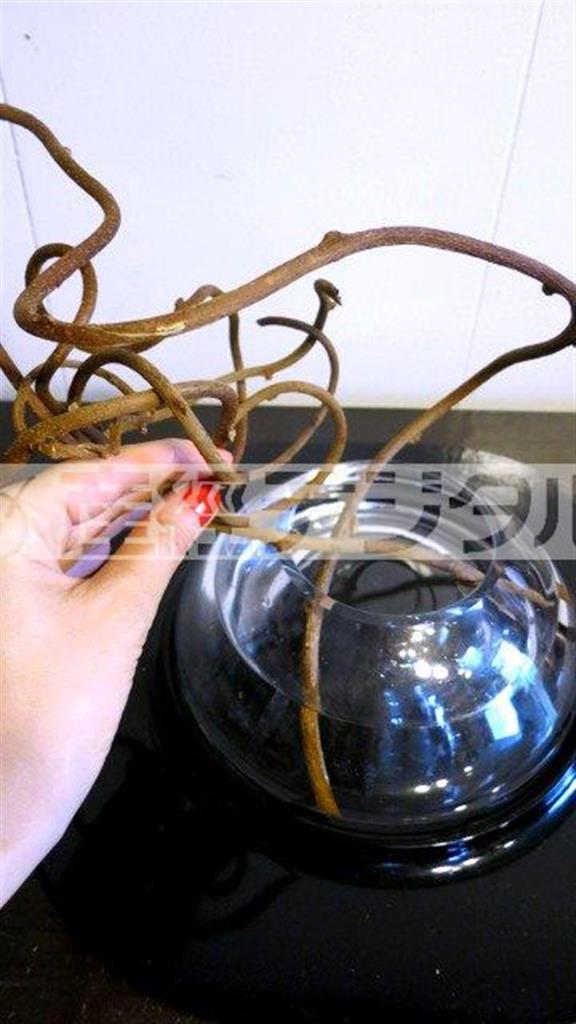 （手順１）浅いガラスの花器に水をはり、乾燥した赤づるを手で丸めるようにたわませ、フレームにするように花器に挿す（花千代さん提供）