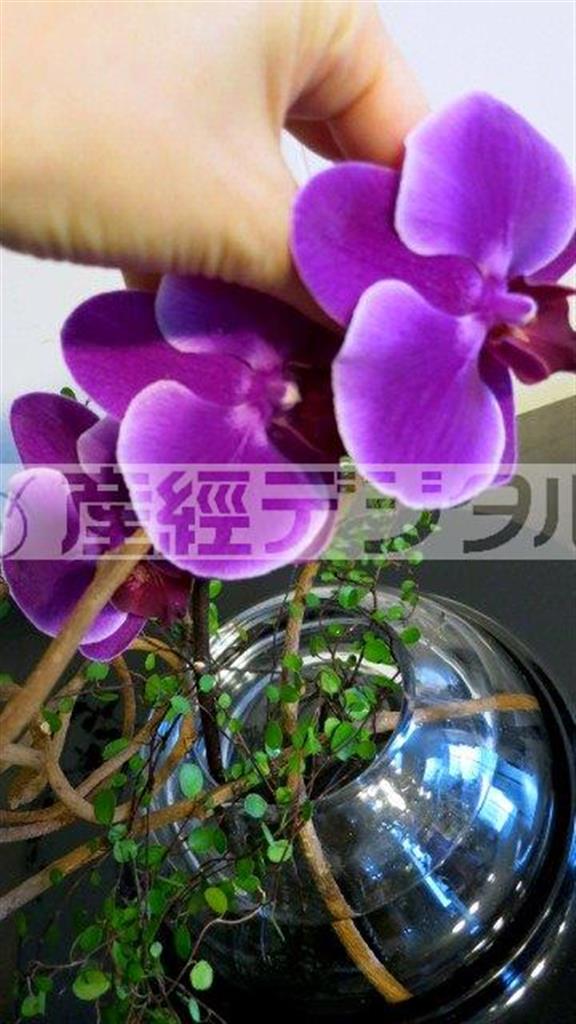 （手順３）つるのフレームにさらに「ファレノプシス＿チンアンダイヤモンド」を重ねる。このとき花の流れにきをつけて、きちんと花が正面を向くようにする（花千代さん提供）