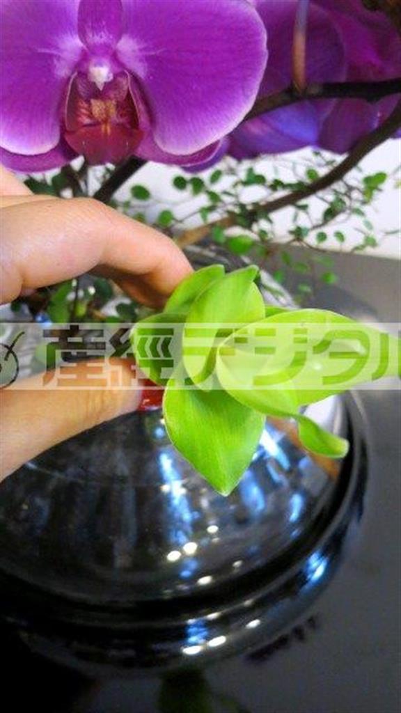 （手順４）最後に「根じめ」（アレンジの根もとのアクセント）として、「クルクマ」を低めの位置に挿す（花千代さん提供）