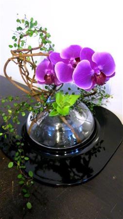 ミディ胡蝶蘭の「和モダン」で夏を彩る（Ｆｉｎｉｓｈ！、花千代さん提供）