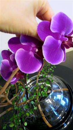 （手順３）つるのフレームにさらに「ファレノプシス＿チンアンダイヤモンド」を重ねる。このとき花の流れにきをつけて、きちんと花が正面を向くようにする（花千代さん提供）