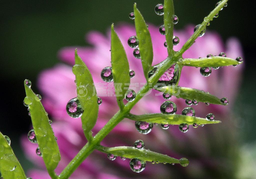 水の果実＝２０１４年６月３０日、東京都稲城市（野村成次撮影）