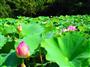 今回のテーマ「蓮」＝２０１４年７月１６日（中塚翠涛さん撮影）