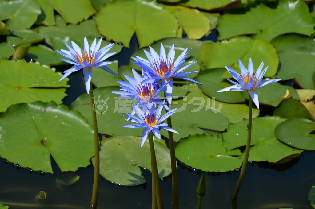 印象派の巨匠、クロード・モネ（１８４０年～１９２６年）が咲かせることができなかった青い睡蓮の花。６月から咲き始め、７、８月が見頃だ＝２０１４年７月２０日、高知県安芸郡北川村の「北川村モネの庭マルモッタン」（唐木英明さん撮影）
