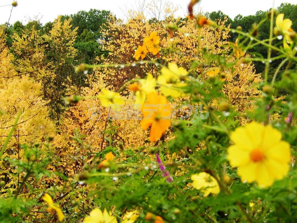 季節によってさまざまな花が楽しめるのも特徴＝２０１３年１０月２４日、高知県安芸郡北川村の「北川村モネの庭マルモッタン」（花の庭、唐木英明さん撮影）