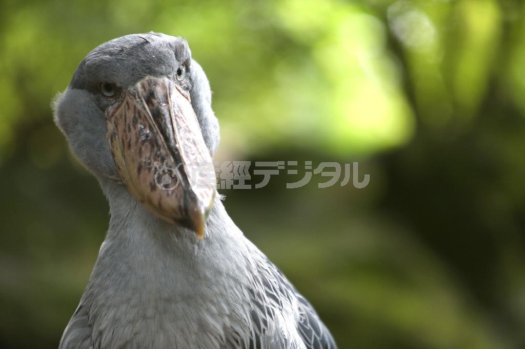 「動かない鳥」として人気のハシビロコウ「ビル」＝２０１４年７月１日、静岡県伊東市の伊豆シャボテン公園（尾崎修二撮影）