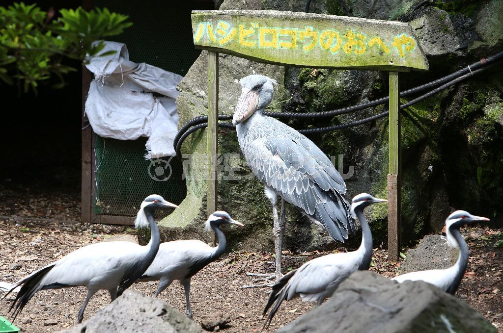ハシビロコウ「ビル」は園内の鳥たちの長老だ＝２０１４年７月１日、静岡県伊東市の伊豆シャボテン公園（尾崎修二撮影）