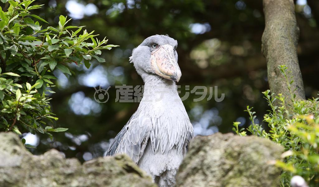 ハシビロコウ「ビル」は園内を見渡せる高台がお気に入り＝２０１４年７月１日、静岡県伊東市の伊豆シャボテン公園（尾崎修二撮影）