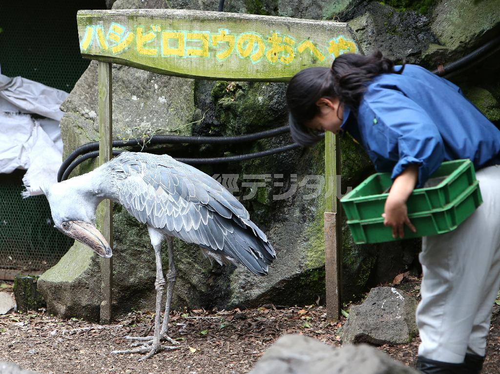飼育担当の廣川真依さんが近づくと丁寧なお辞儀をするビル。なかなかの律儀者だ＝２０１４年７月１日、静岡県伊東市の伊豆シャボテン公園（尾崎修二撮影）