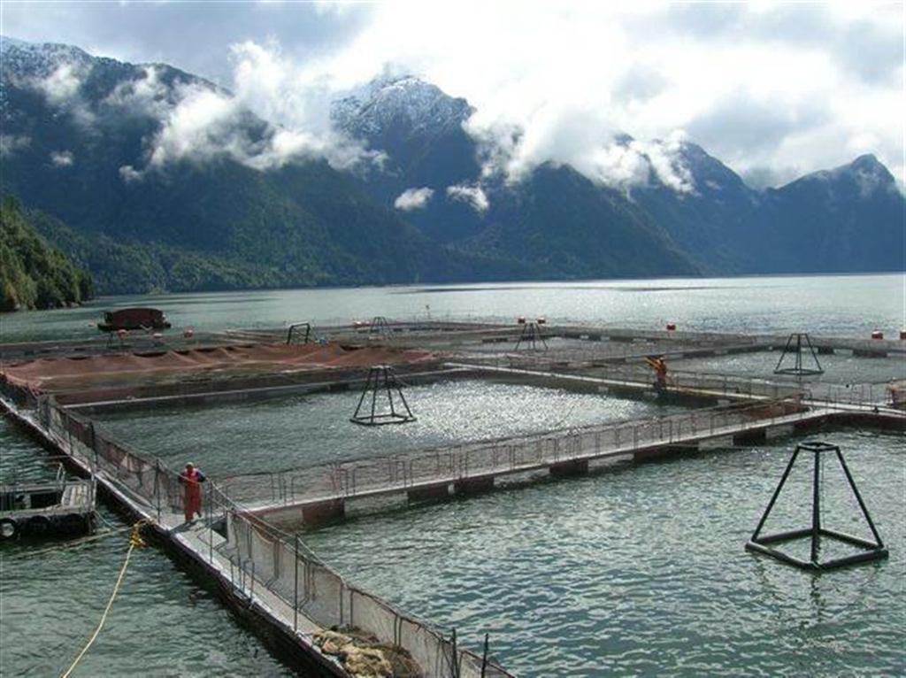 日本水産のチリの海面養殖事業。大手商社の参入も相次いでいる（日本水産提供）